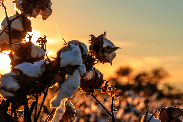 The Bottom Line: Organic Cotton is King